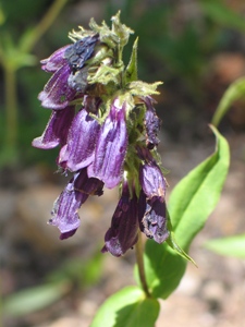 Penstemon whippleanus